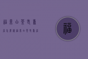 福鼎白茶老寿眉怎么样(福鼎白茶 老寿眉)