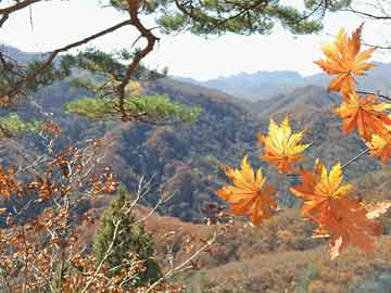 三鹤六堡茶大师茶