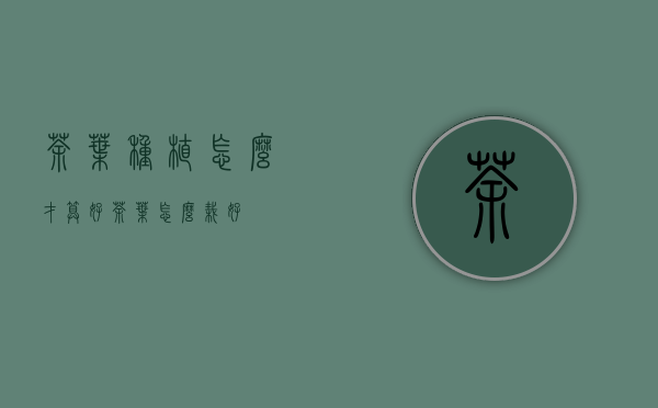 茶叶种植怎么才算好(茶叶怎么栽好)