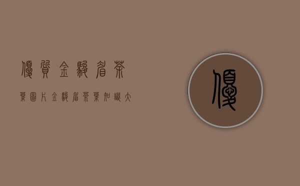 优质金骏眉茶叶图片（金骏眉茶叶知识大全）