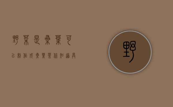 野菜是“桑叶”可以制作成桑叶茶，你知道具体怎么做吗？