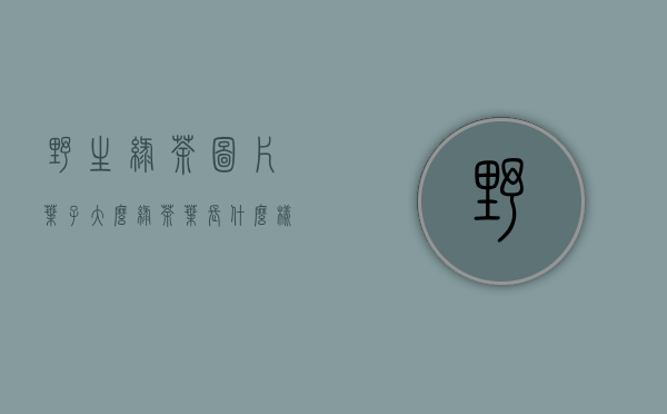 野生绿茶图片叶子大么(绿茶叶长什么样)