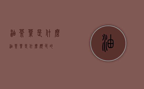 油茶叶是什么(油茶叶是什么颜色的)